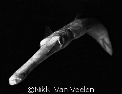 Final entry for 2007. Trumpetfish in B&W.  by Nikki Van Veelen 